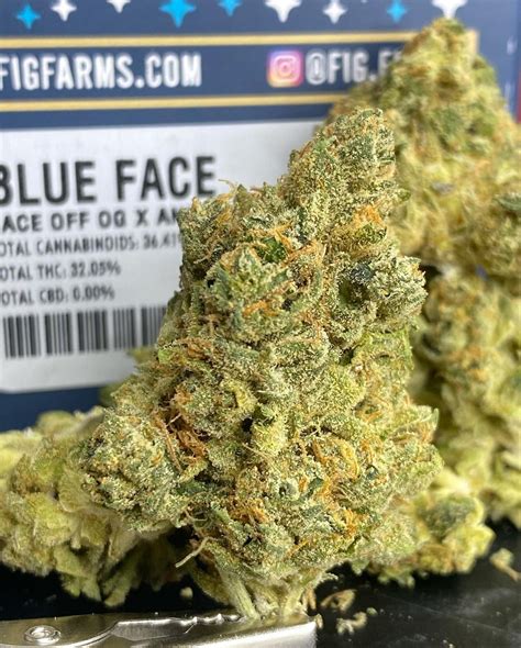 <b>Face</b> OFF OG has a 20% THC content and the <b>strain</b> mostly produces dense buds to medicate with. . Blue face strain allbud